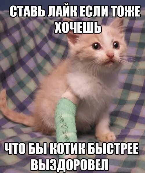 Выздоравливающий котик. Выздоравливай котик. Котенок выздоравливай скорее. Выздоравливай котенок. Скорейшего выздоровления котик.