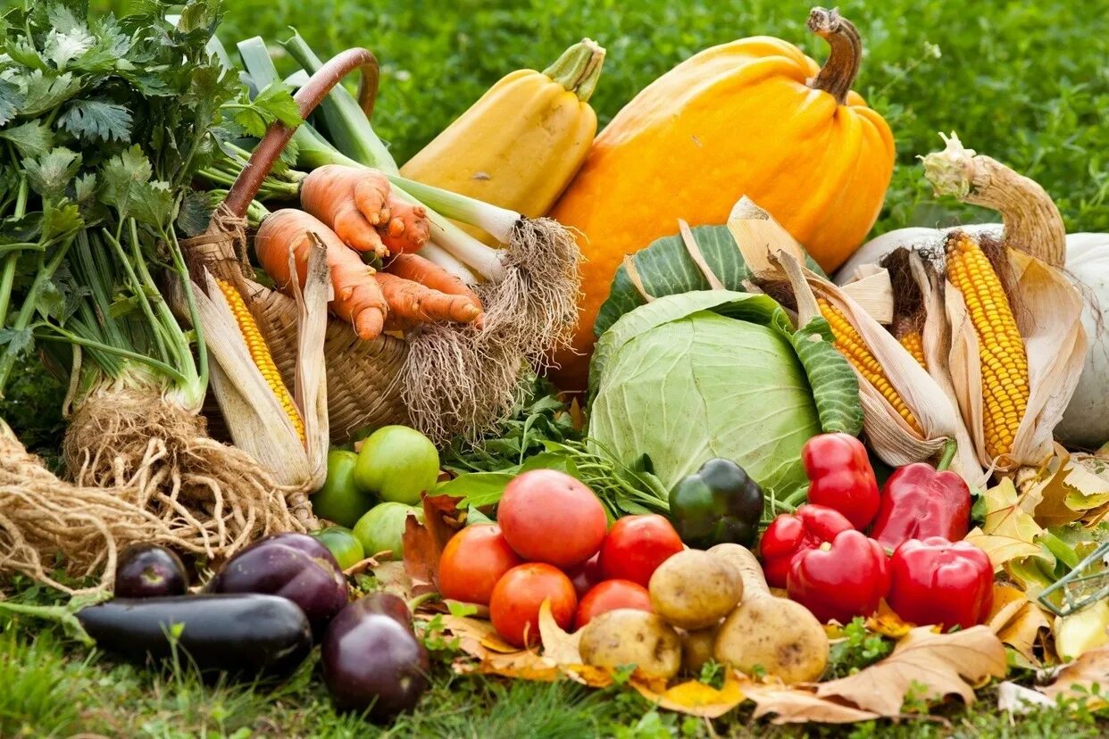 Лето время овощей и фруктов. Урожай осенью. Осенние овощи. Урожай овощей. Богатый урожай.