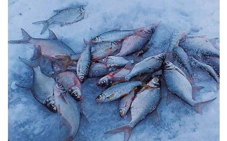 Можайское водохранилище зимняя рыбалка. Рыбалка Можайское водохранилище Красновидово. Рыбы Можайского водохранилища. Зимняя рыбалка на Можайке 2022. Можайское водохранилище форум рыбаков