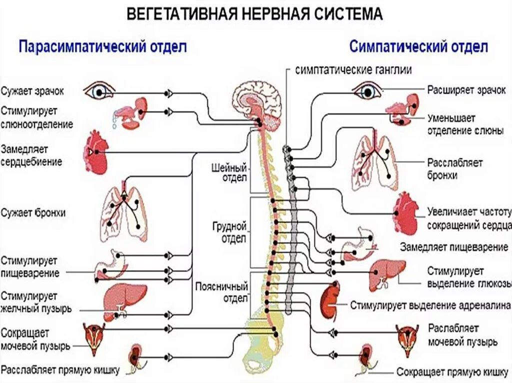 Автономный отдел. Симпатический отдел вегетативной нервной системы схема. структура периферического отдела вегетативной нервной системы. схема строения автономной вегетативной нервной системы. парасимпатический отдел вегетативной нервной системы схема.