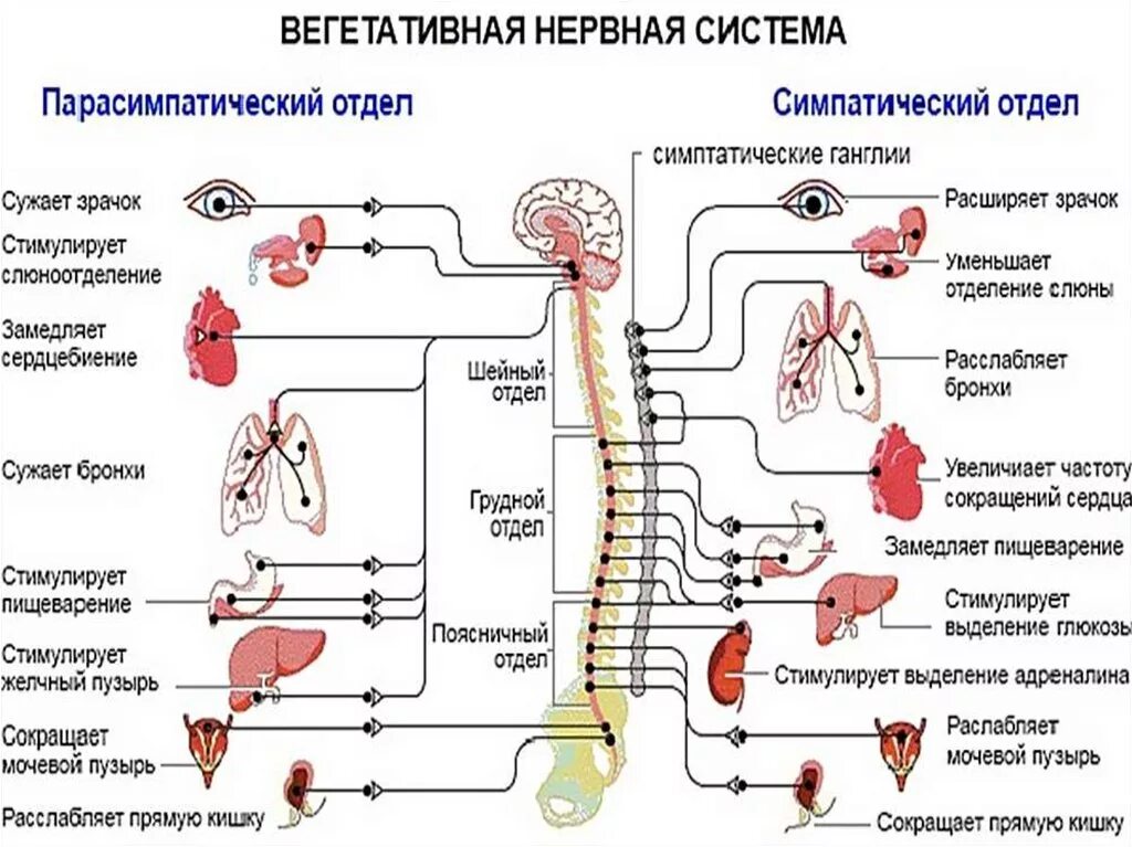 Симпатический отдел вегетативной нервной системы схема. Структура периферического отдела вегетативной нервной системы. Схема строения автономной вегетативной нервной системы. Парасимпатический отдел вегетативной нервной системы схема. Вегетативная нервная система конспект