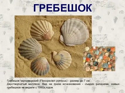 Ракушка название и формула