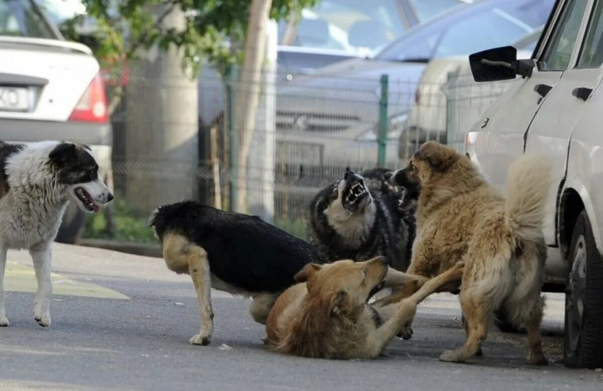 Нападения домашних. Стаи собак в городе. Нападение бездомных собак. Агрессивные бродячие собаки.