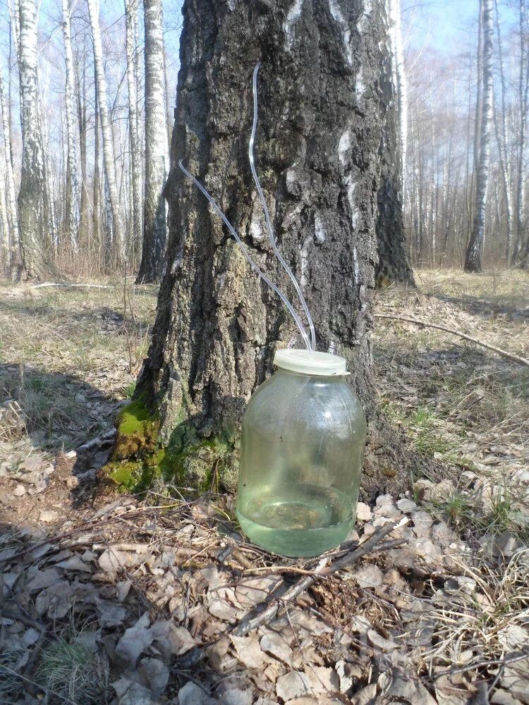 Натуральный березовый сок купить. Березовый сок 10л. Березовый сок Березовик. Сок березовый 5 литров. Сбор березового сока.