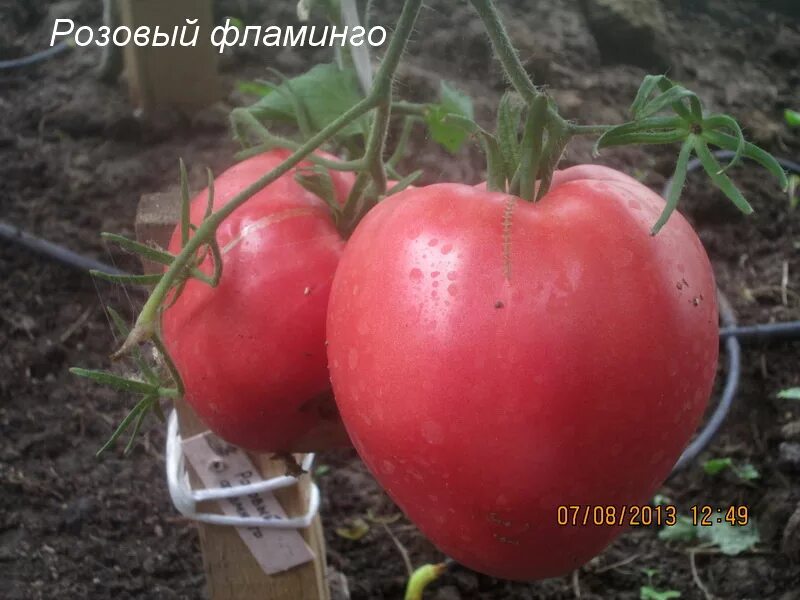 Томат сорт розовый фламинго отзывы