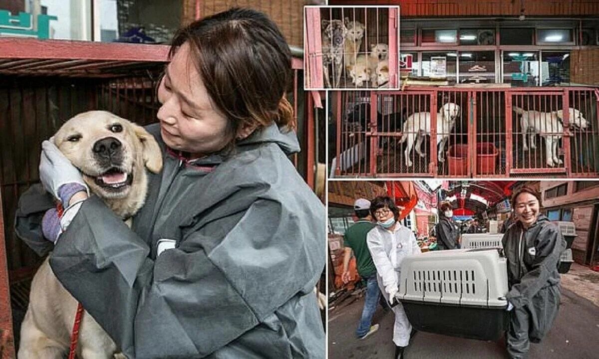 В какой корее едят собак. Собачатина в южной корее. корейцы рынок собачатины.