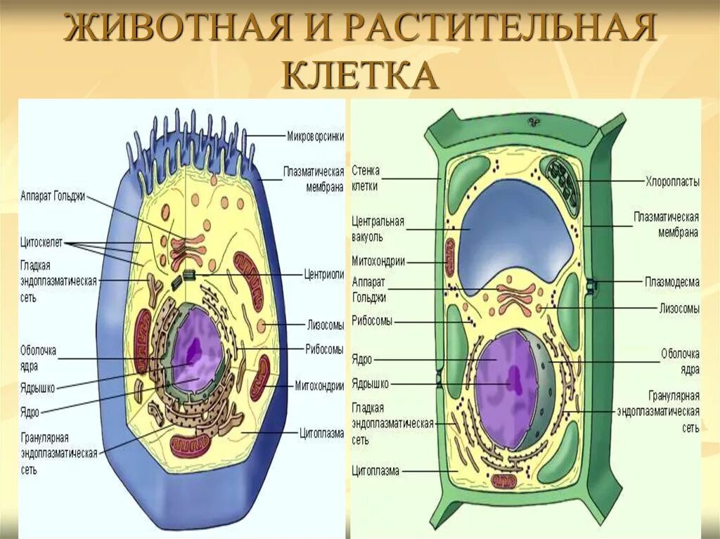 Картинки НАРИСОВАТЬ СТРОЕНИЕ КЛЕТОК РАСТЕНИЙ
