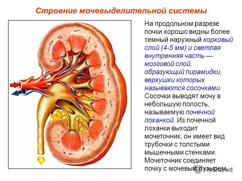 Почки 2 значения. Мочевыделительная система строение почки. почки мочевыделительная система анатомия. строение выделительной системы строение почки. анатомия мочевыделительной системы строение почки.