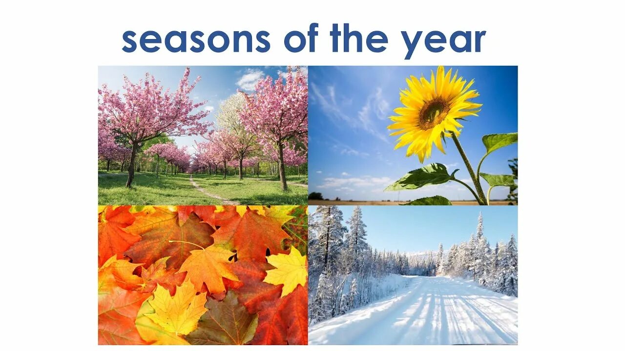 The year has seasons. Seasons of the year. The year has seasons. Плакат seasons of the year. Seasons.