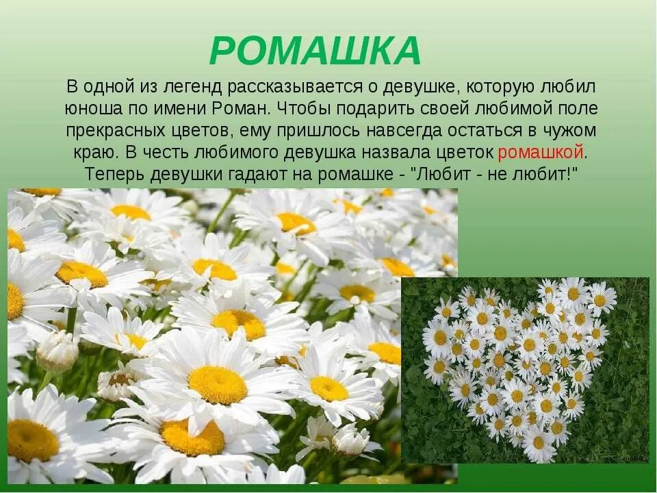 Текст описание ромашки 3 класс. Легенда о ромашке. Легенды о цветах. Легенда о ромашке 2 класс. Легенда о цветах Ромашка.