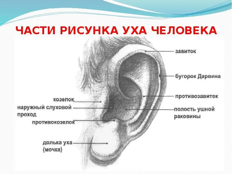 Бугорок ушной раковины. Строение ушной раковины человека схема. строение ушной раковины рисунок. строение уха пластическая анатомия. строение ушной раковины для художника.