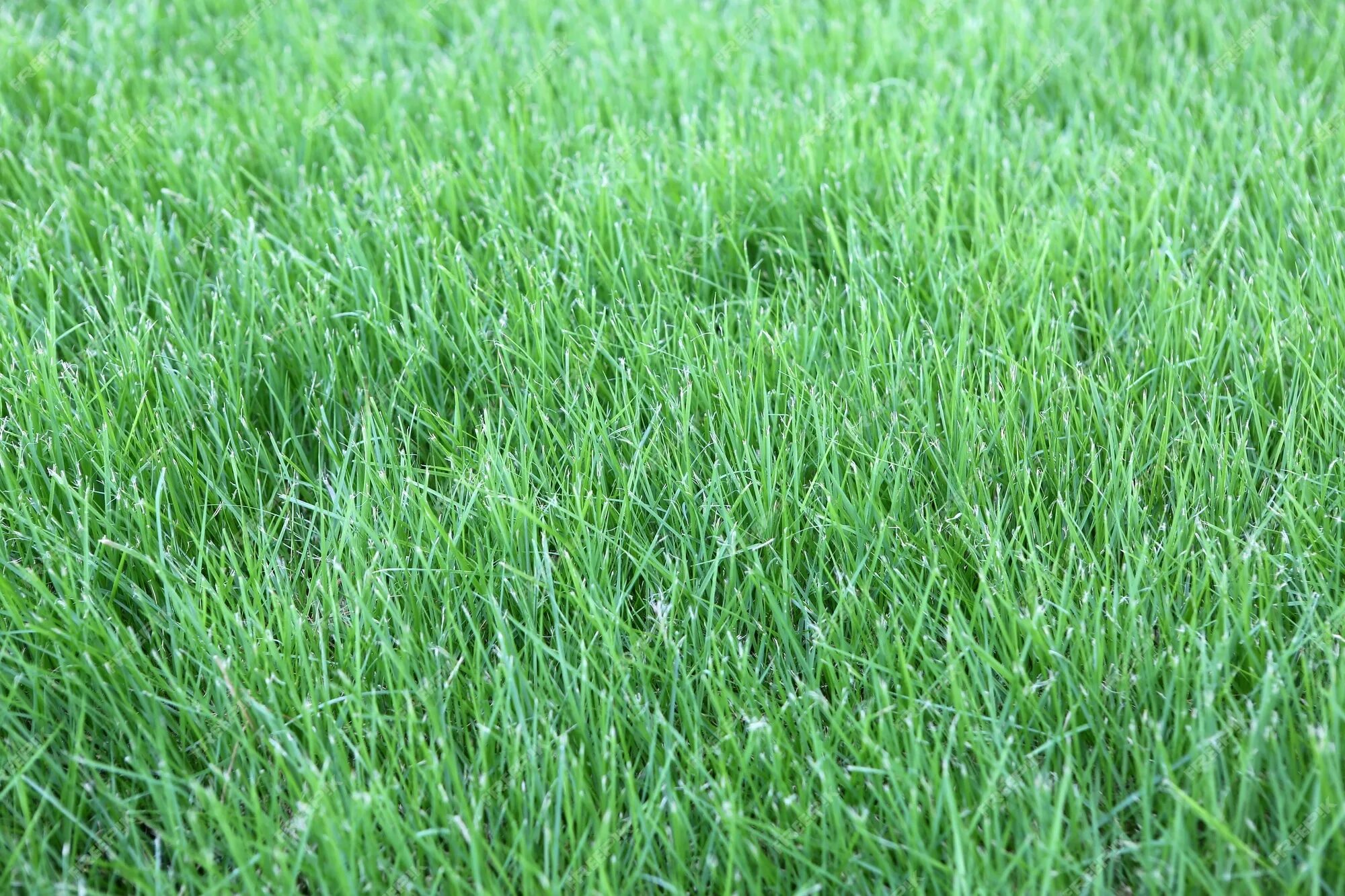 Grass check