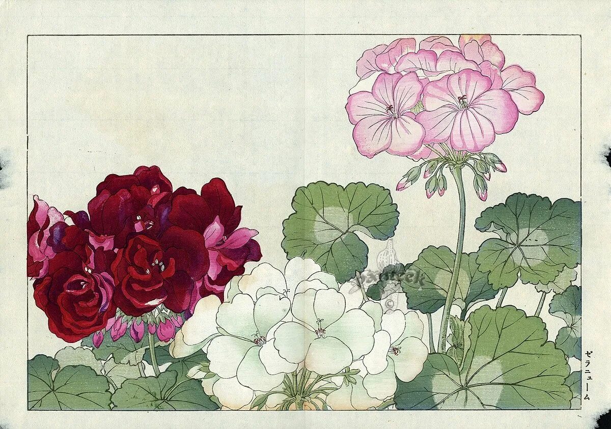 Герань книга. Японская гравюра цветы Конан Танигами. Tanigami Konan Western Flower Woodblock Prints 1917. Ботаническая живопись герань.