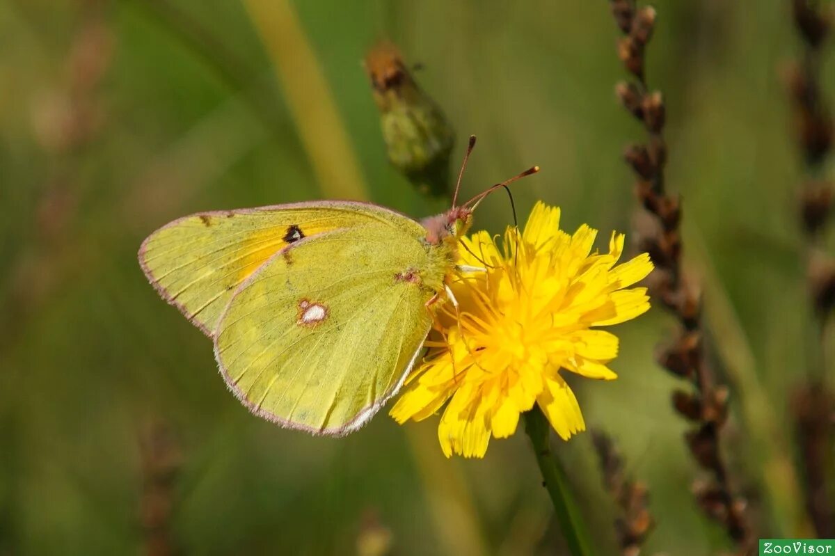 Желтушка луговая (Colias hyale) - Picture Insect