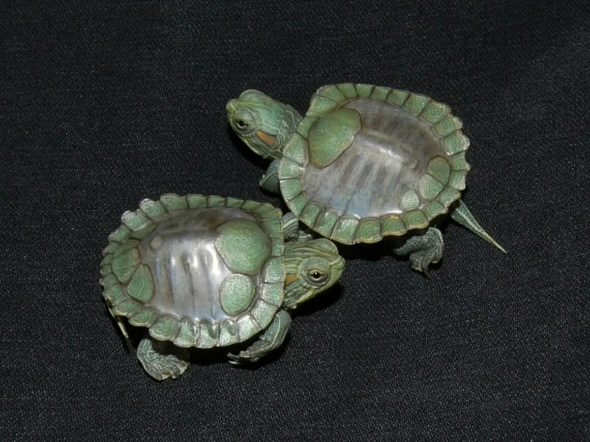 Красноухая черепаха линяет. Линька черепахи. Линька черепахи. Красноухая черепаха линяет. Красноухая черепаха линяет.