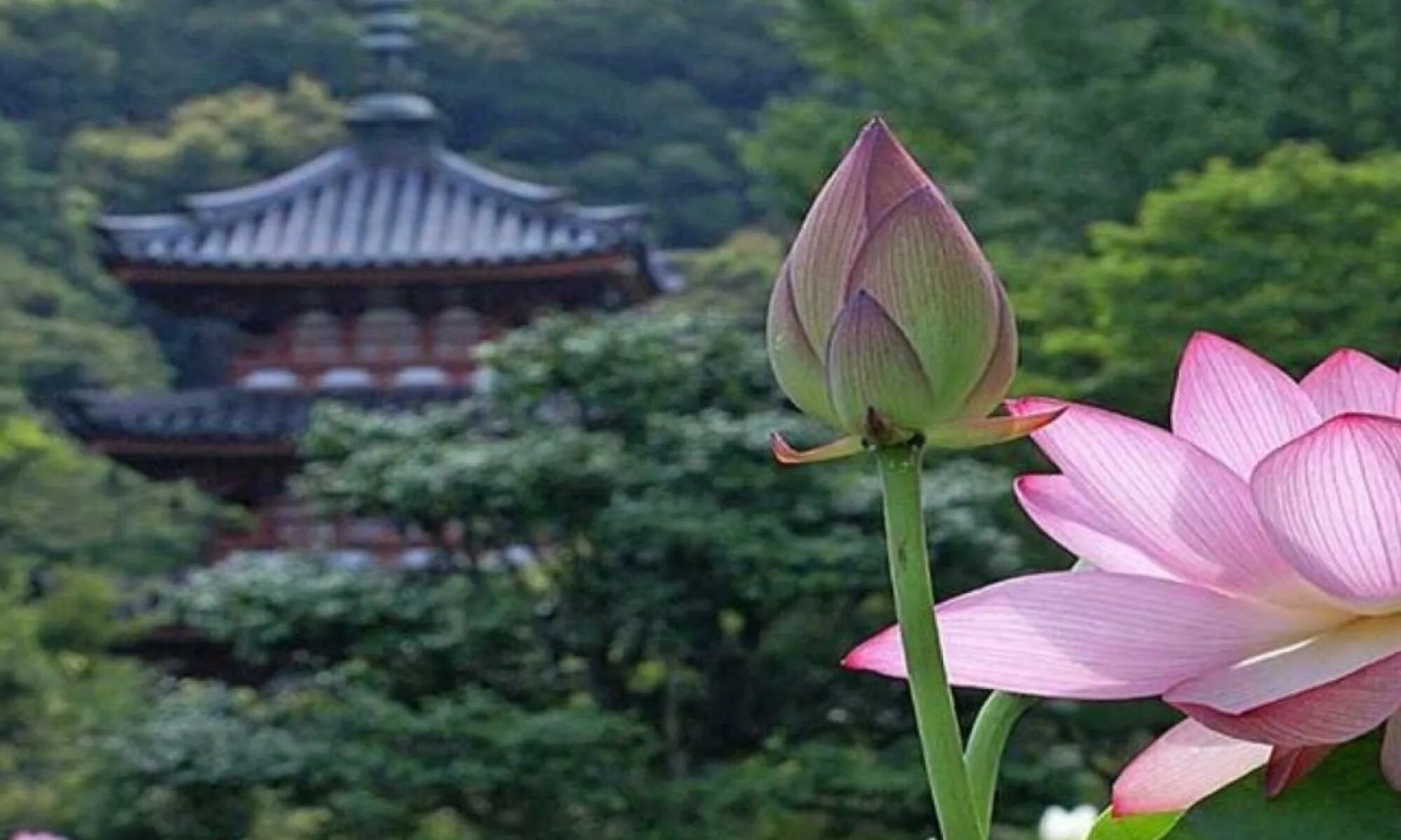 Лотос Тибет. Лотос Япония. Лотос цветок Япония. Китайский Лотос цветок.