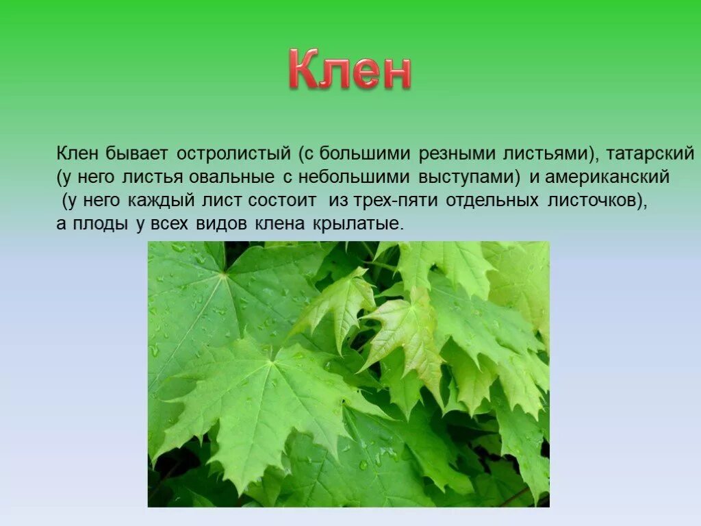 Клен зеленый слова. Описание листа клена. Описание листв клёна. Клен презентация. Клен доклад.