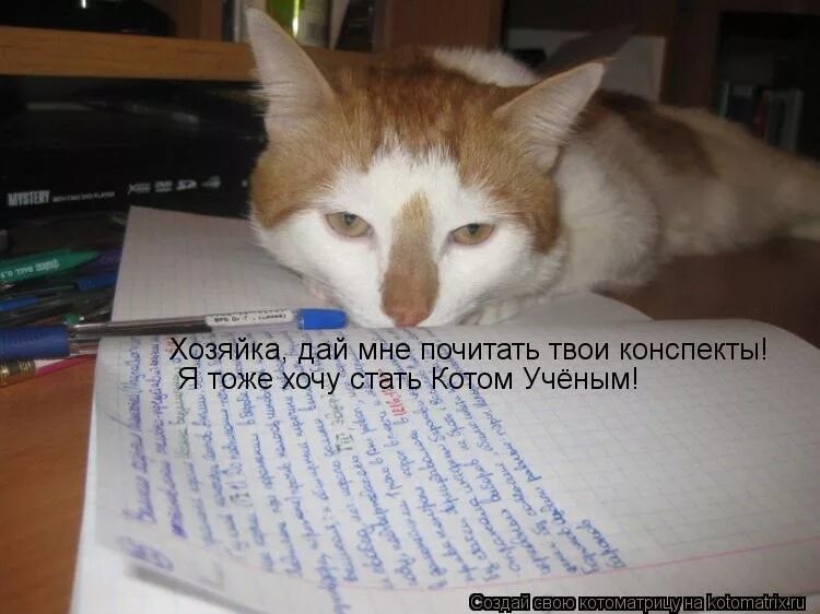 Больше не хочу класс. Кот учится. Кот учит уроки. Кот на уроке. Кот устал учиться.