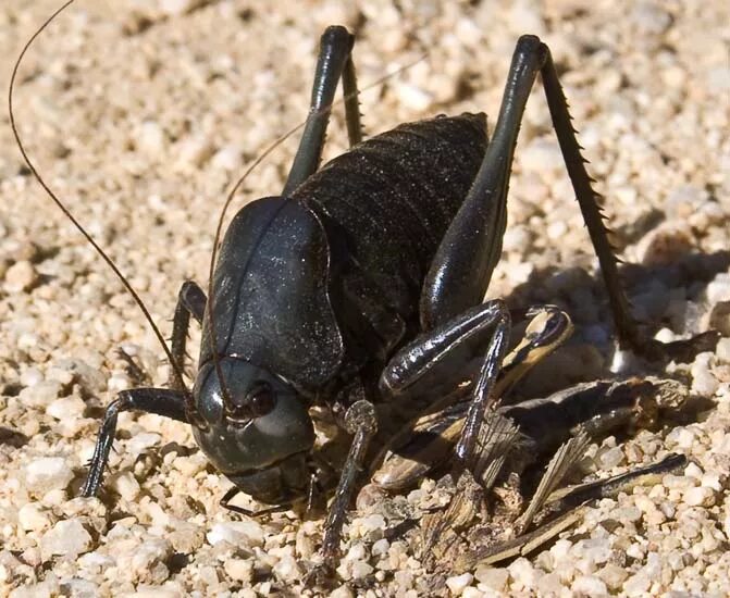 Черный похож на кузнечика. Черный похож на кузнечика. Acanthoplus discoidalis кузнечик. Жук кузнечик. Жук сверчок.