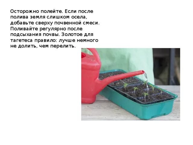 Как часто поливать рассаду бархатцев. Полив рассады бархатцев. проект выращивание бархатцев 5 класс. схема полива бархатцев рассаду.