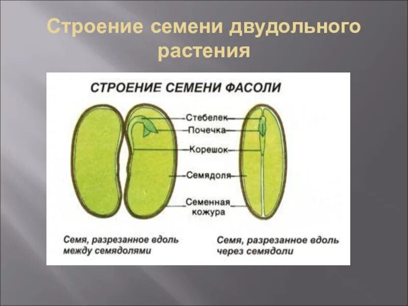 Тест биология 7 класс однодольные. Строение семени однодольных и двудольных. Семена двудольных растений строение. Строение двудольного растения 6 класс биология. Структура семени двудольного растения рисунок.