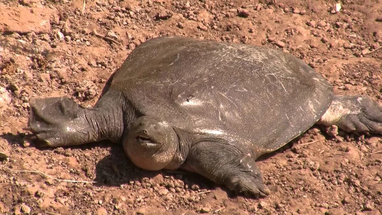 Нильская черепаха. Pelochelys bibroni. Беспанцирная черепаха. Мягкотелая черепаха. Гигантская мягкотелая черепаха.