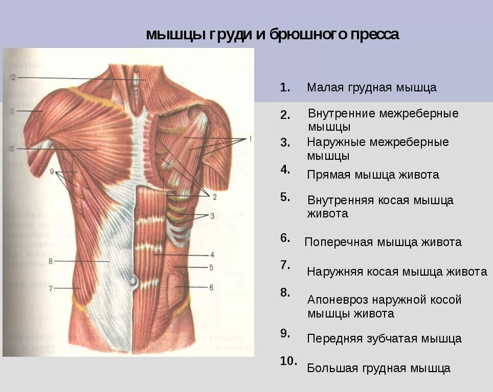 Области на поверхности живота. Мышцы живота вид спереди. Мышцы груди, туловища спереди. Мышцы туловища спереди схема. Мышцы живота послойно анатомия.