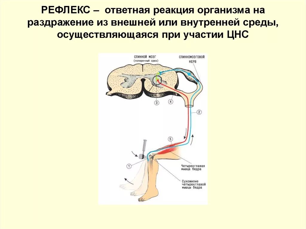 Рефлекторная нервная система. Рефлекс нервная система. Рефлекторная деятельность нервной системы. Рефлекторная форма деятельности нервной системы.