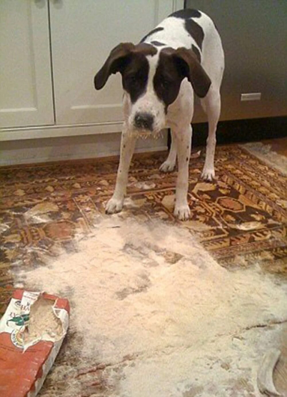 Когда что то натворили. Когда что то натворили. Домашние животные одни дома. 5б класс мем. Кот чувствует.