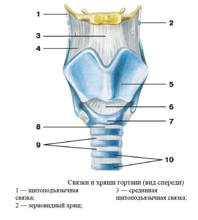 На рисунке изображено строение гортани выберите две. Гортань хрящи гортани анатомия. Связки и хрящи гортани вид спереди. Хрящи гортани анатомия рис. Щитовидный хрящ гортани анатомия.