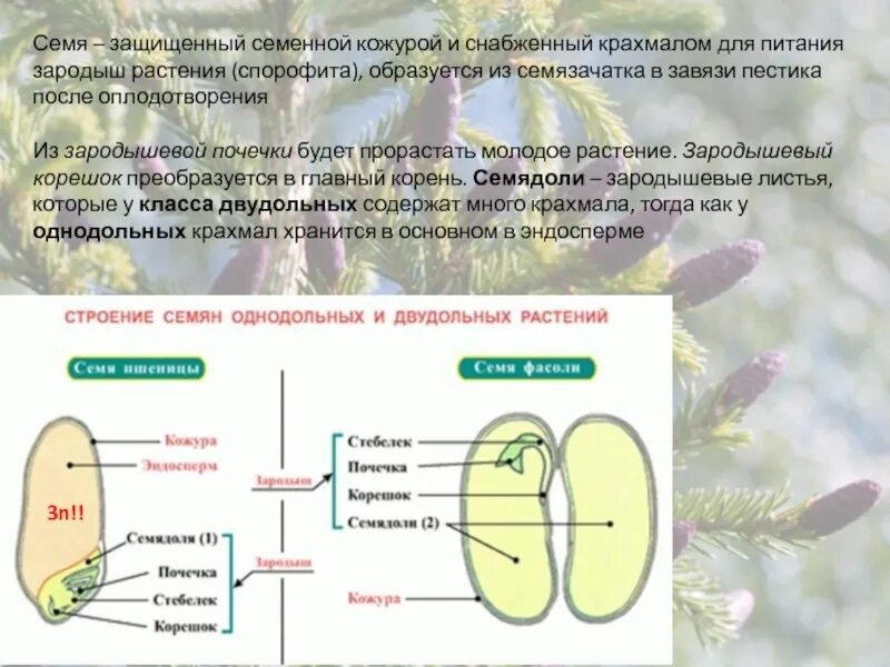 Функции семенной кожуры семени. Семя семенная кожура. зародыш семени образуется из завязи. семенная кожура растений образуется из. функции семенной кожуры.