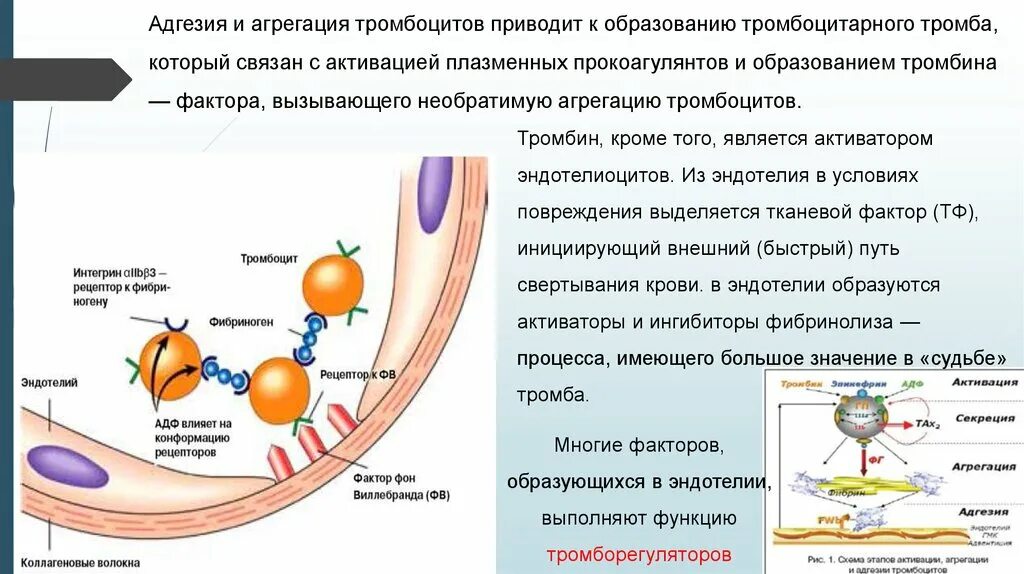 Формированию белого тромба способствует. Адгезии тромбоцитов к эндотелию способствует. адгезия агрегация ретракция. активаторы агрегации тромбоцитов. адгезия активация агрегация тромбоцитов.