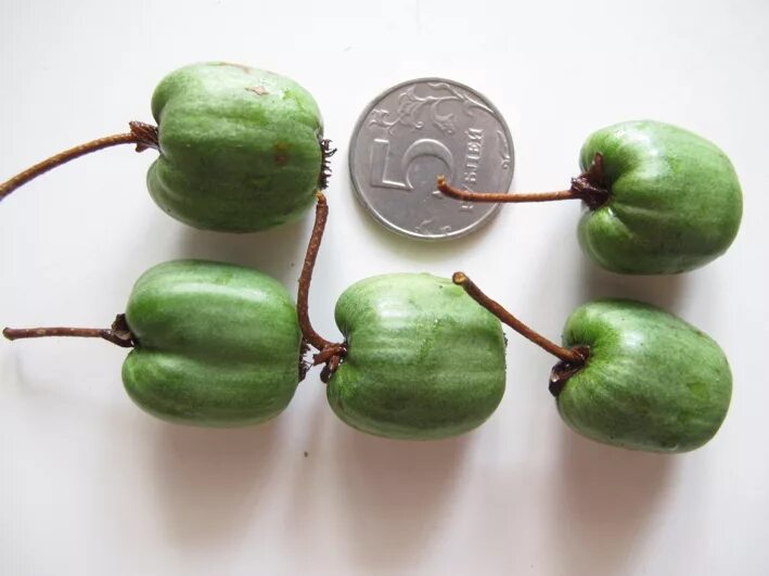 актинидия плоды. актинидия аргута и коломикта. актинидия коломикта. актинидия витаминная. актинидия коломикта университетская.