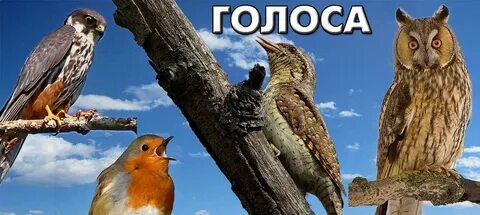 Птичьи голоса леса
