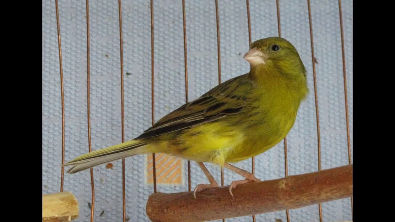 Продажа. Кенара овсяночного напева купить. Кенар овсяночного напева. Канарейка ватерслайгер. Кенар окрасы.