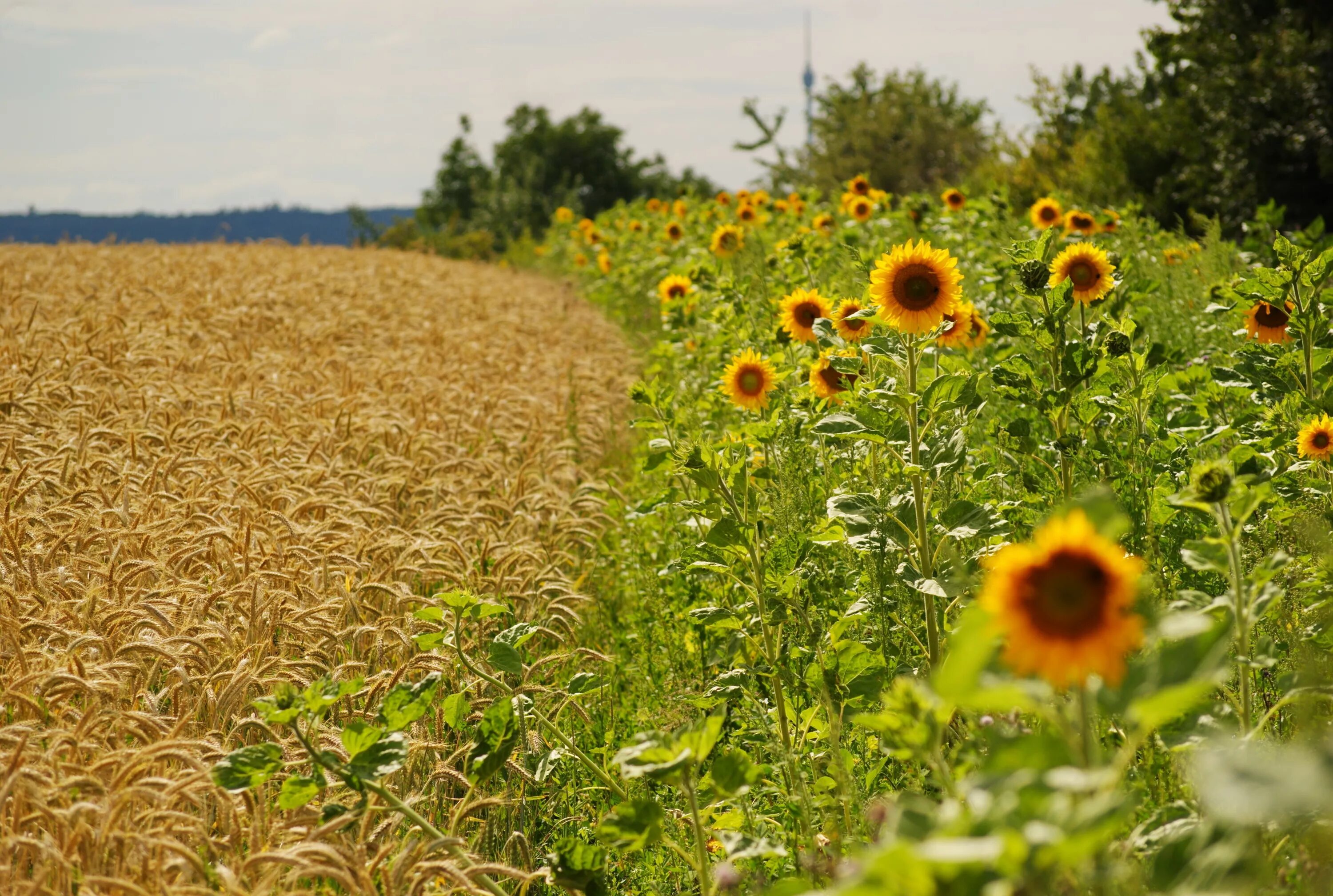 Поля в августе какие. Штат Канзас Подсолнухи. Подсолнуховое поле в Молдове. Поле с подсолнухами. Конец августа природа.