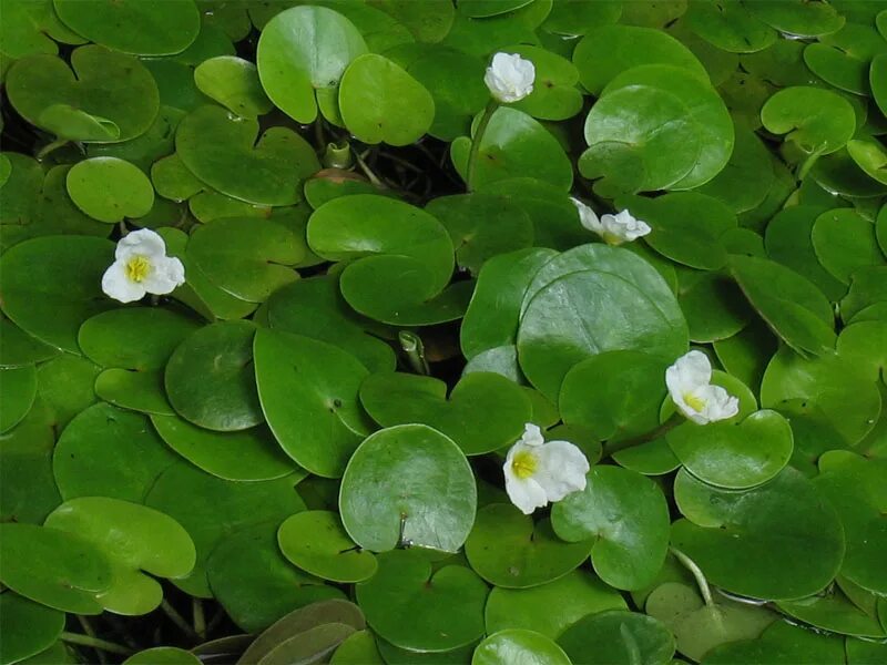 Водокрас обыкновенный. Водокрас Лягушачий. Водокрас Лягушачий (Hydrocharis morsus-Ranae). Водокрас обыкновенный (Hydrocharis morsus-Ranae).