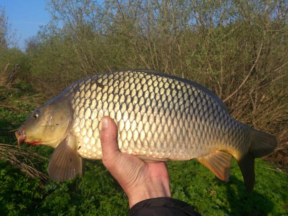 карп. большой сазан. парский карп. сазан это большой карп. сазан и карп.