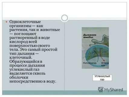 В процессе дыхания углекислый газ образуется