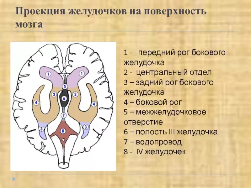 Нижний Рог бокового желудочка. Задние рога боковых желудочков мозга. Задний Рог бокового желудочка. Латеральные желудочки головного мозга части стенки. Правый желудочек головного