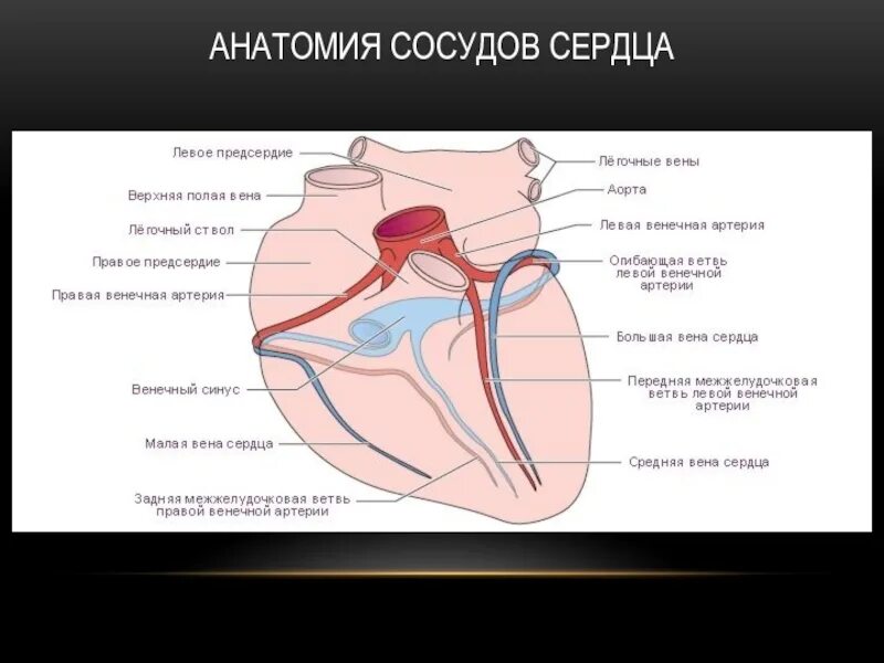 Сосуды сердца. Артерии сердца анатомия. Анатомия сосудовтсердца.