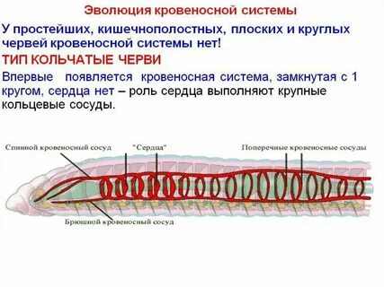 Кровеносная система плоских и круглых червей