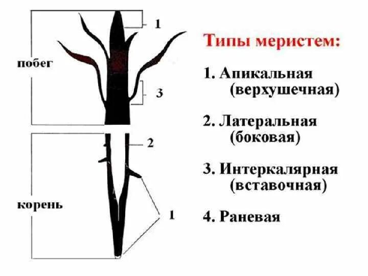 Верхушечный рост корня. Боковая меристема строение. Латеральная меристема строение. Раневая меристема. Типы меристем.