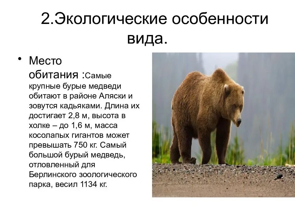 Бурый медведь описание. Бурый медведь презентация. Доклад о медведях. Презентация на тему бурый медведь. Климат бурого медведя