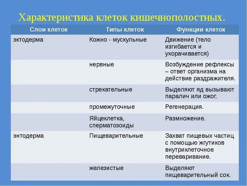 Картинки СЛОИ КЛЕТОК КЛЕТКИ ФУНКЦИИ