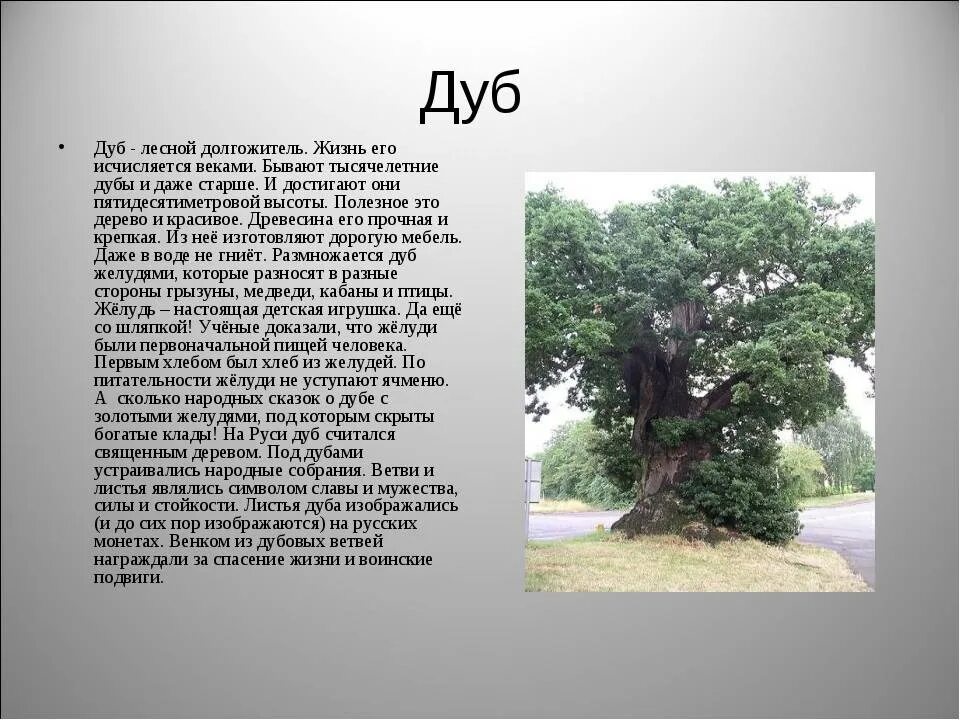 Текст про дуб. Рассказ о дубе. Описание дуба. Доклад о дереве. Дуб дерево описание.