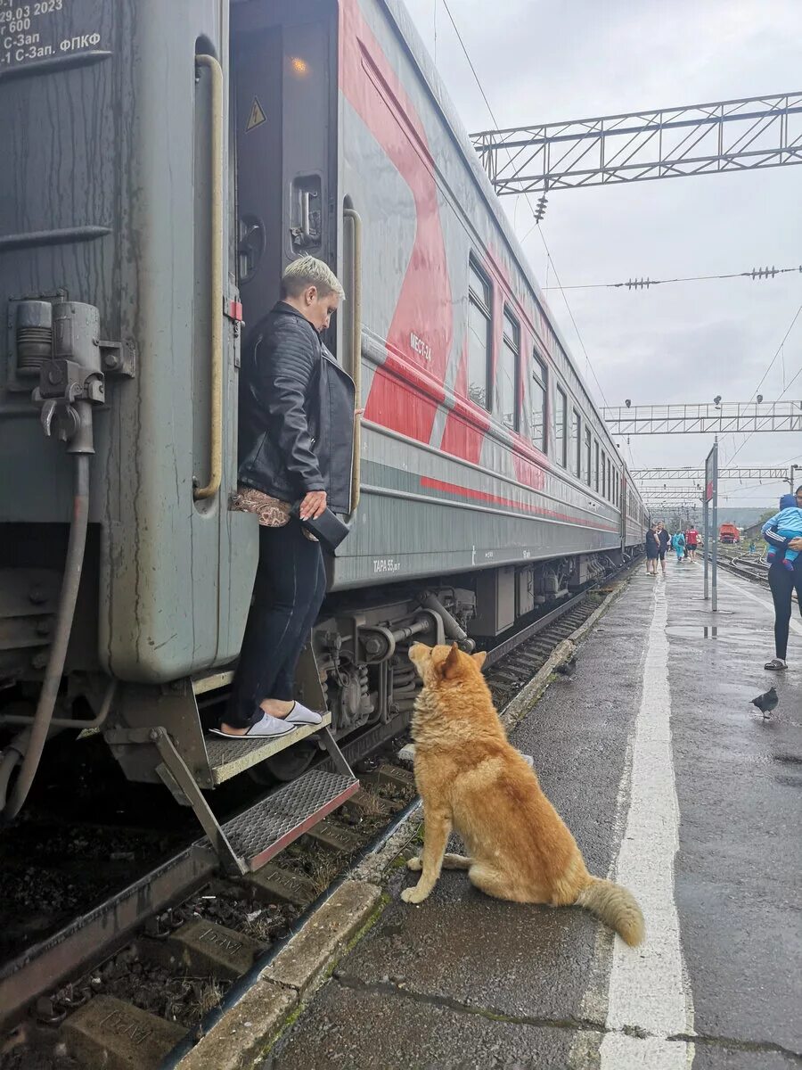 Можно ли в поезд с собакой. Собака на перроне. собака на вокзале. собака на железной дороге. люди в поезде.