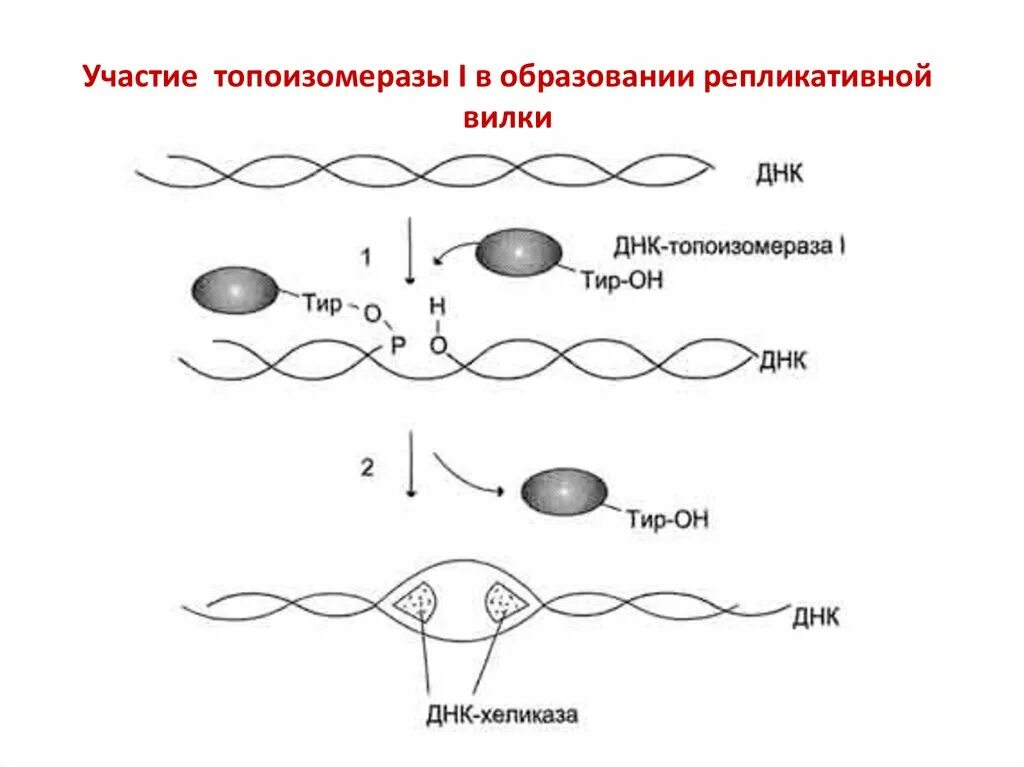 Фермент хеликаза. 2-Тип ДНК топоизомераза. Топоизомеразы репликация. Инициация репликации ДНК схема. Топоизомераза в репликации ДНК.