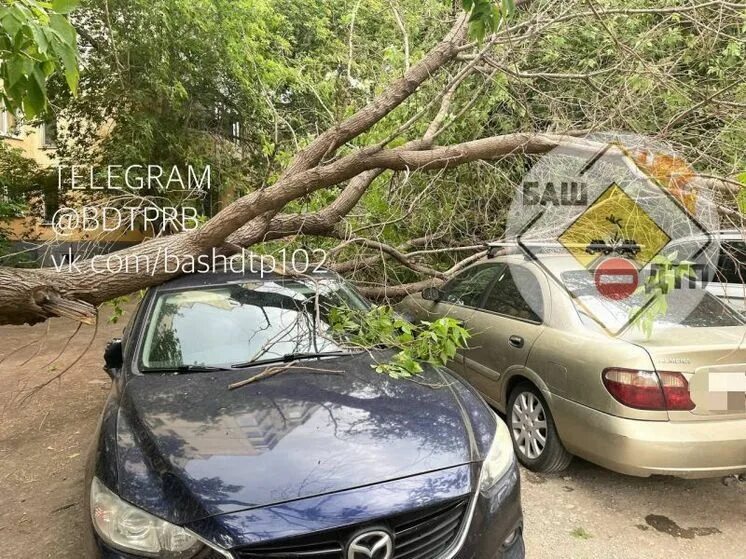 Беспилотник в уфе упал в черниковке. Упавшее дерево. Поваленное дерево. Деревья в Уфе. Укрытие автомобиля от непогоды.