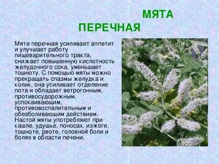 Систематика мяты